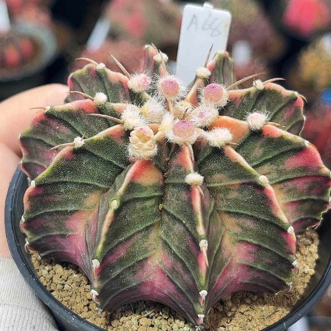 泰系实生肋骨锦A68