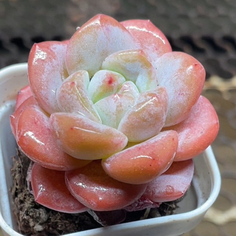 霜花多肉植物红色简单适合室内阳台迷你盆栽