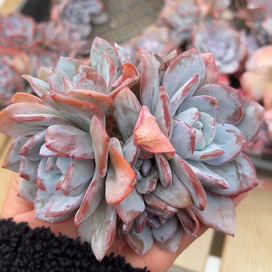 6头无砍奶茶群哈哈