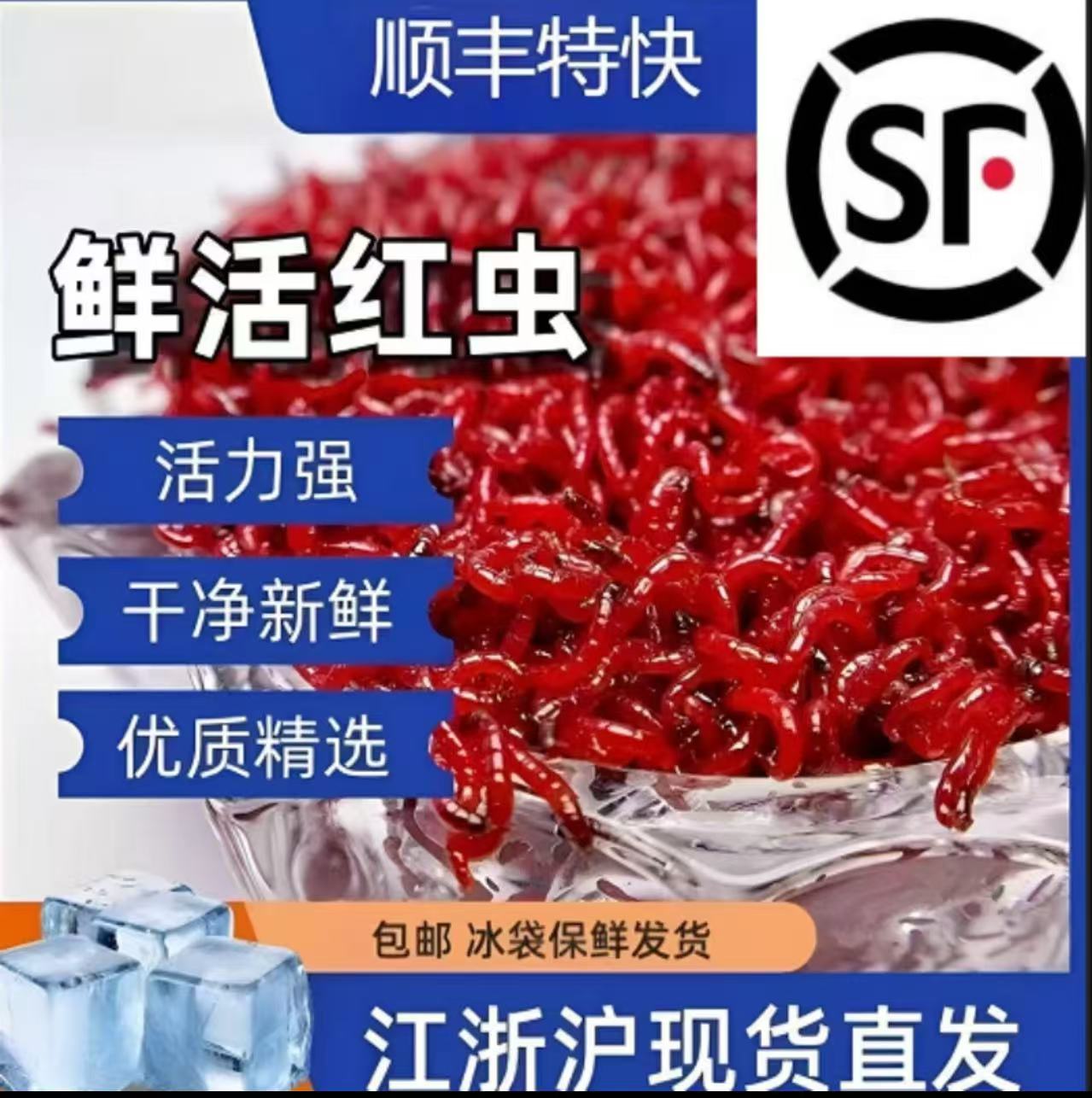 顺丰包邮鲜活特大号红虫钓鱼拉饵挂钩饵料适用野鲫鱼李