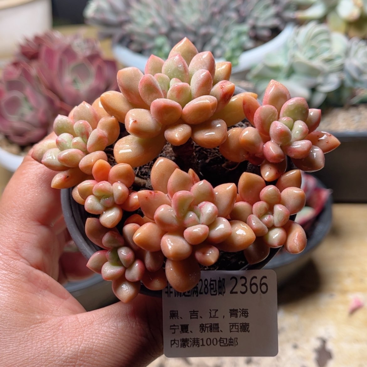 【闪购商品】2366糖豆