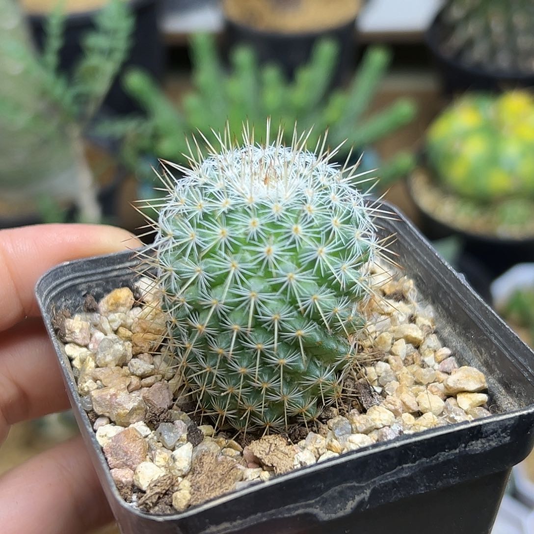 瑕疵球实生球一颗