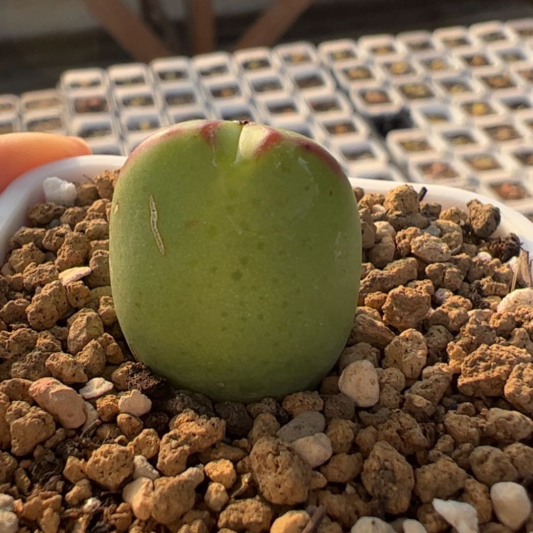 大将多肉植物百科
