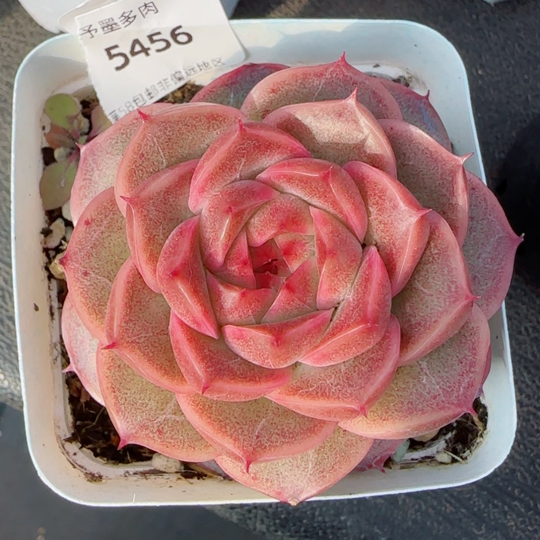 红珊瑚，5456多肉植物