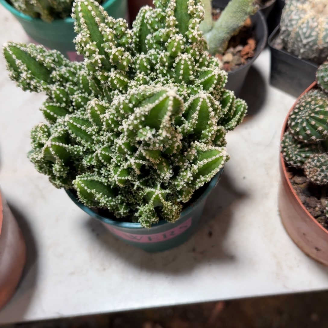 惠***心可口可乐了可口可乐