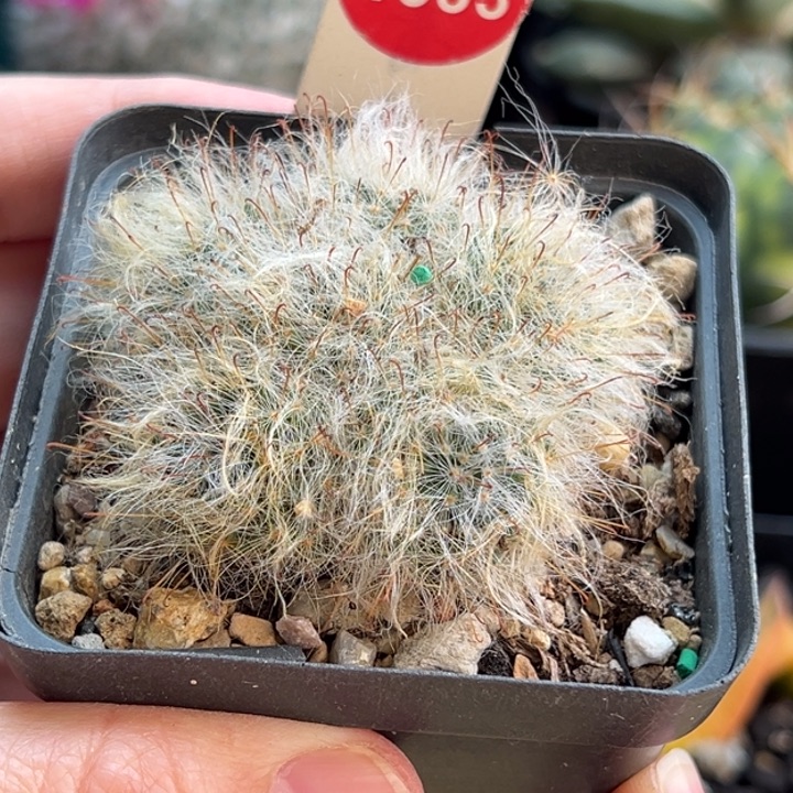 白云高砂群一棵仙人球