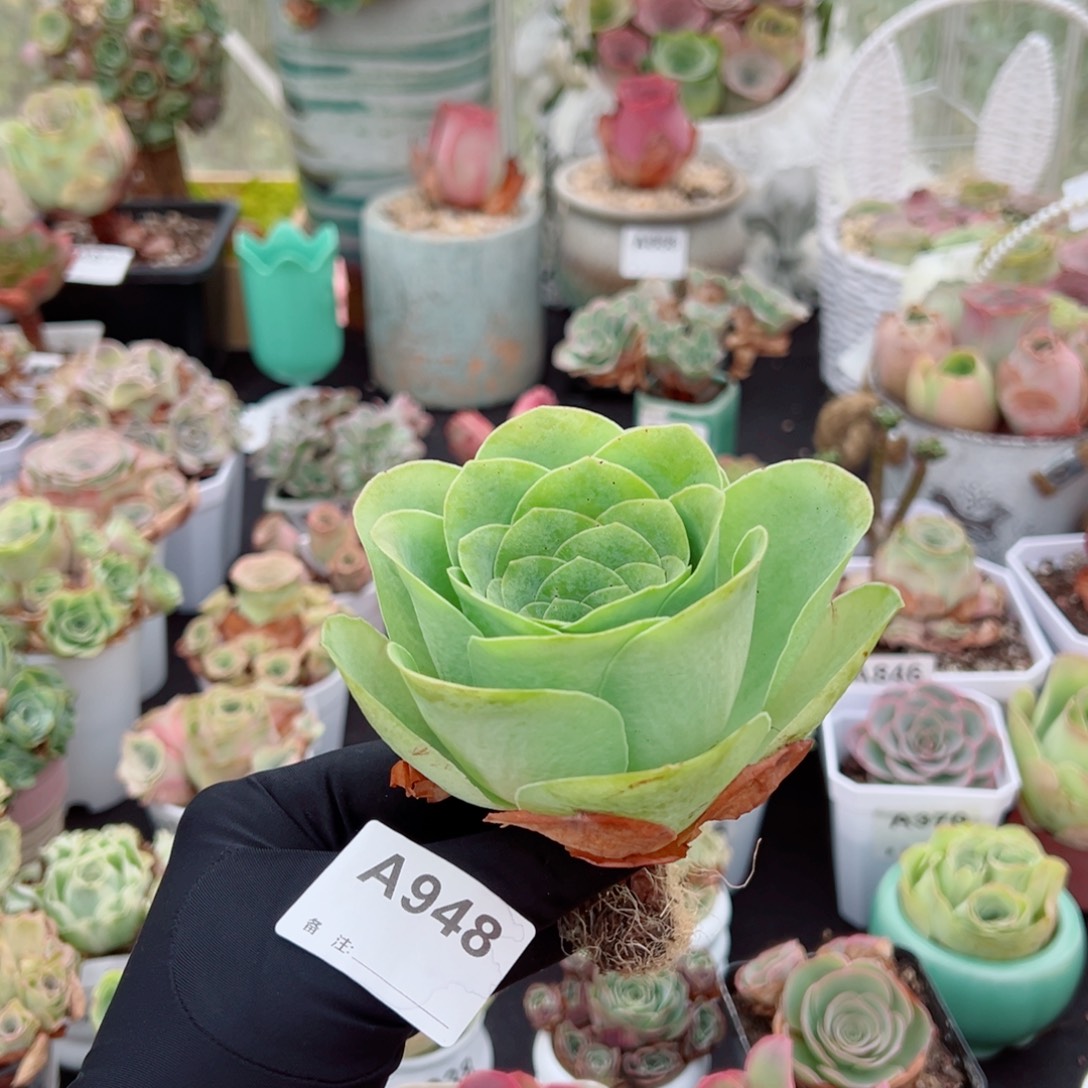 948黄绿玫瑰老桩。 一物一拍