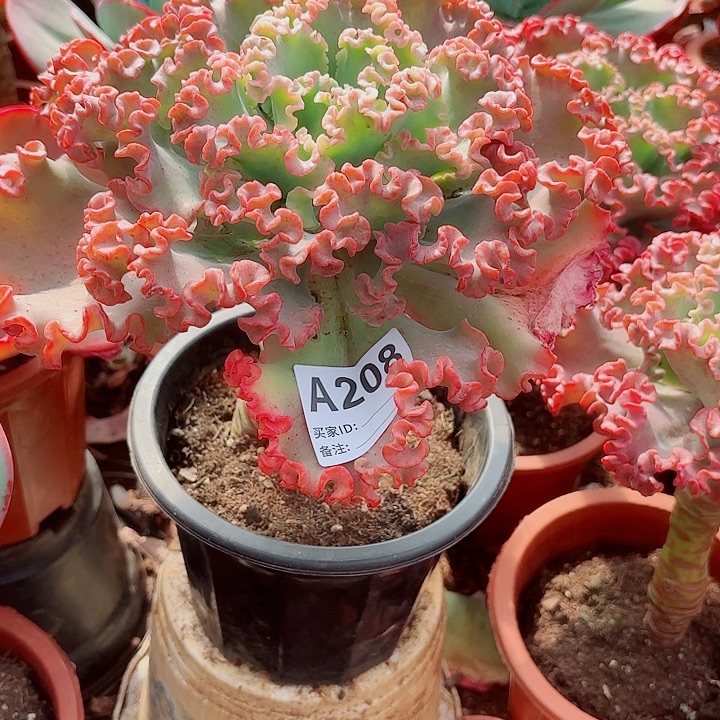 芝***芝女王花笠多肉植物208