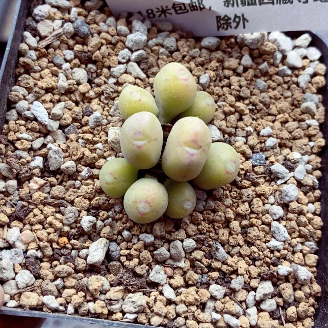 我的小姐姐们都479