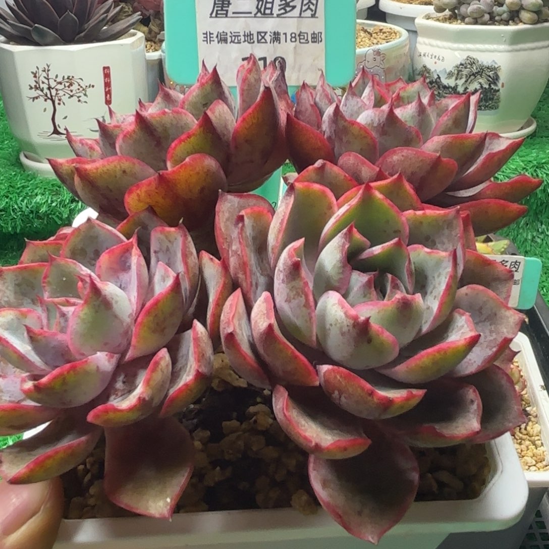 唐二姐多肉编号119