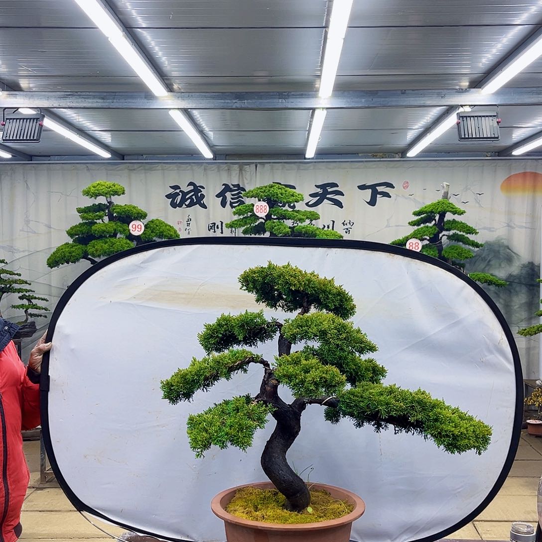 无花朵松柏盆景直播大漏