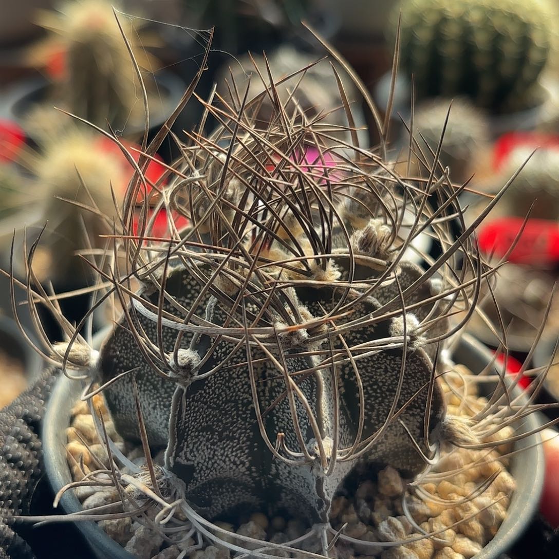 仙人球实生黑刺瑞凤玉