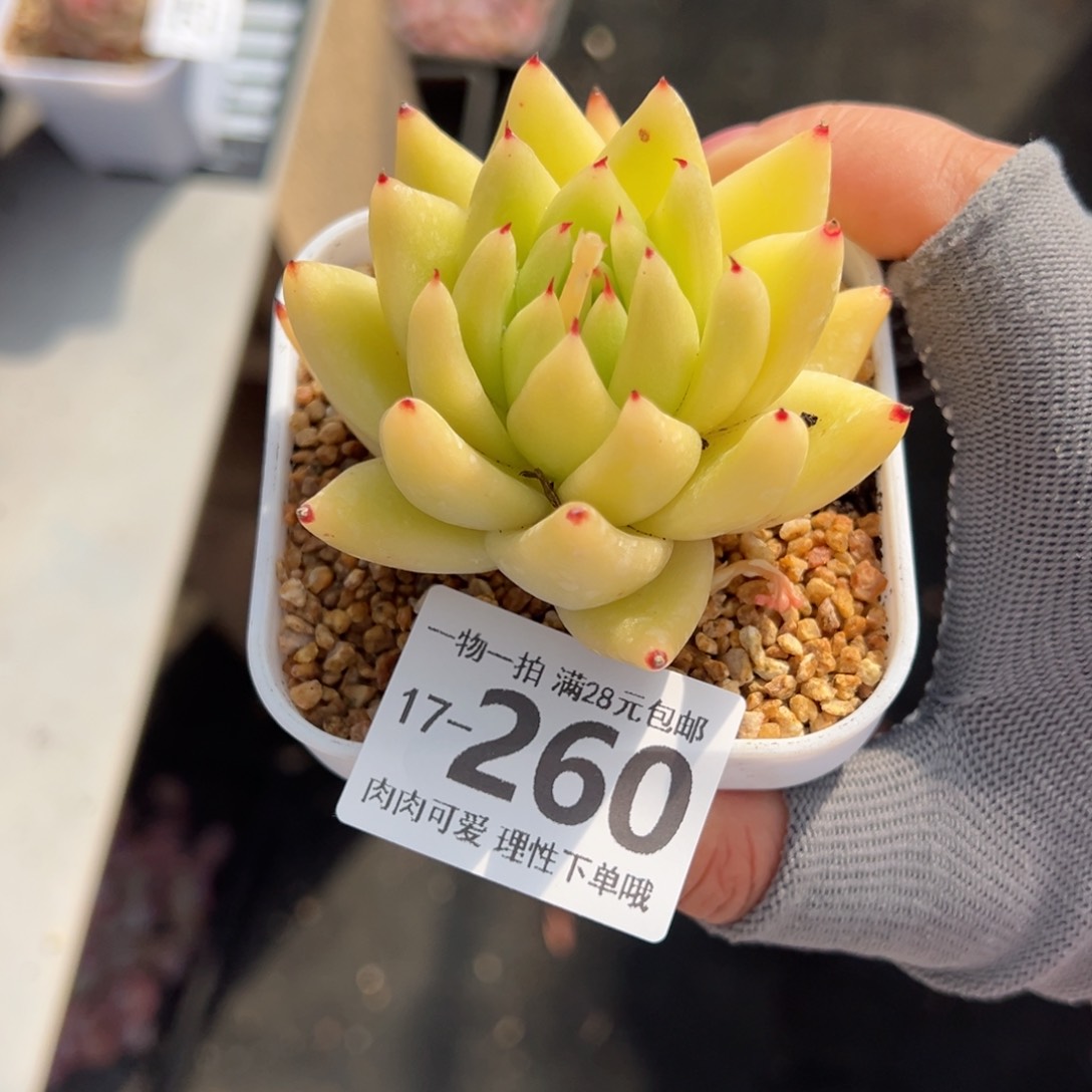 黄金玛利亚多肉多肉多肉多