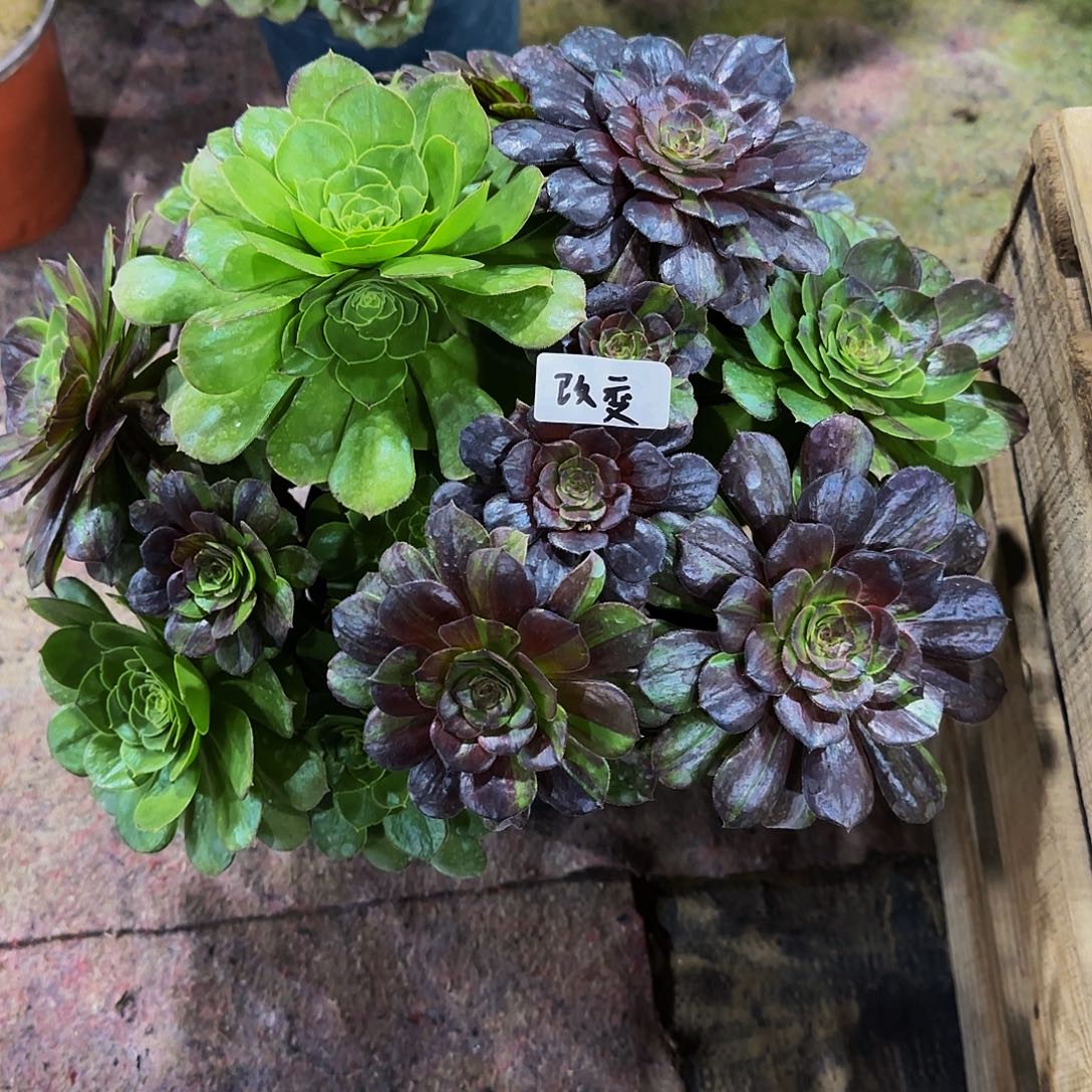 改***变老庄花月夜法师1个