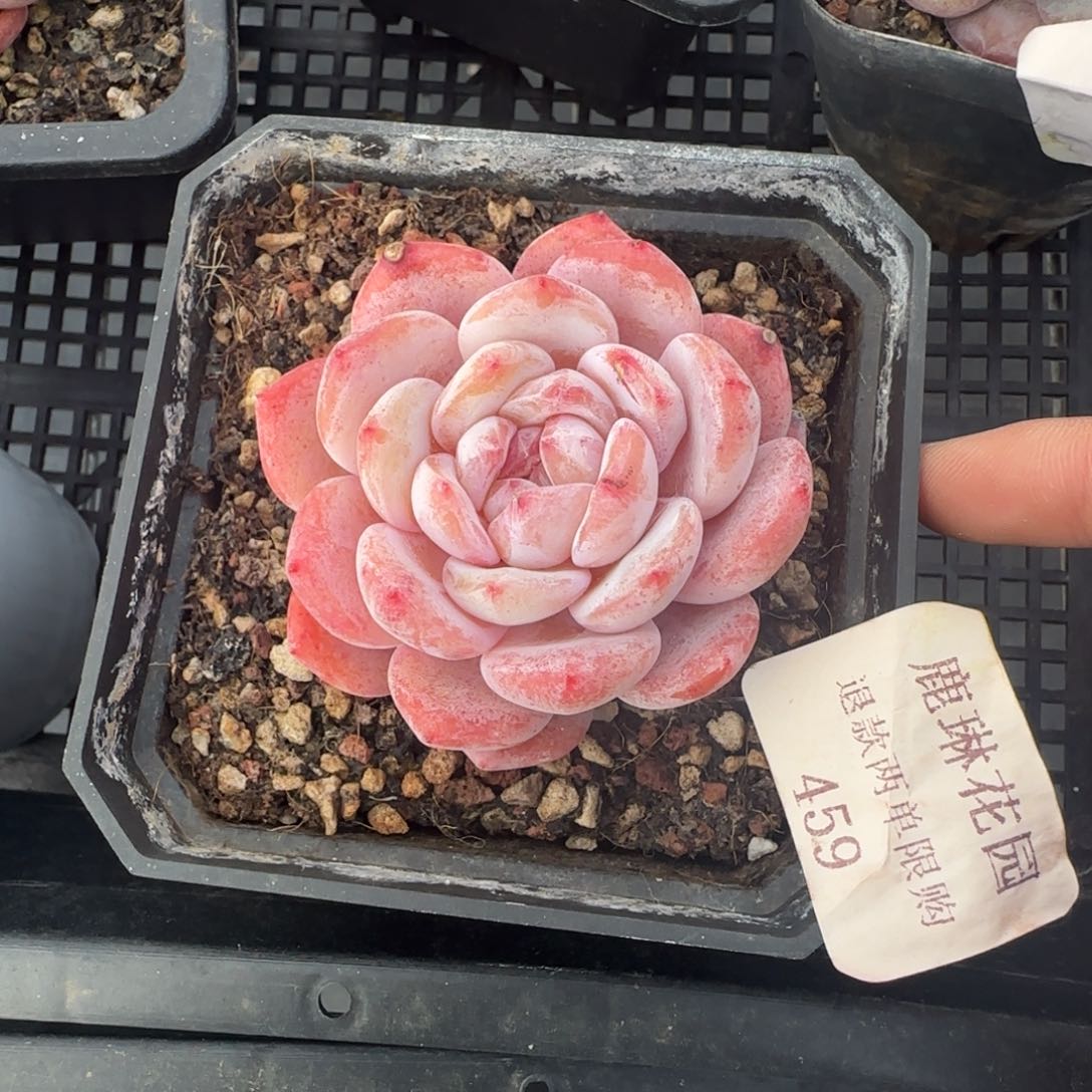 多肉很小看清楚下单拒绝非品质售后459