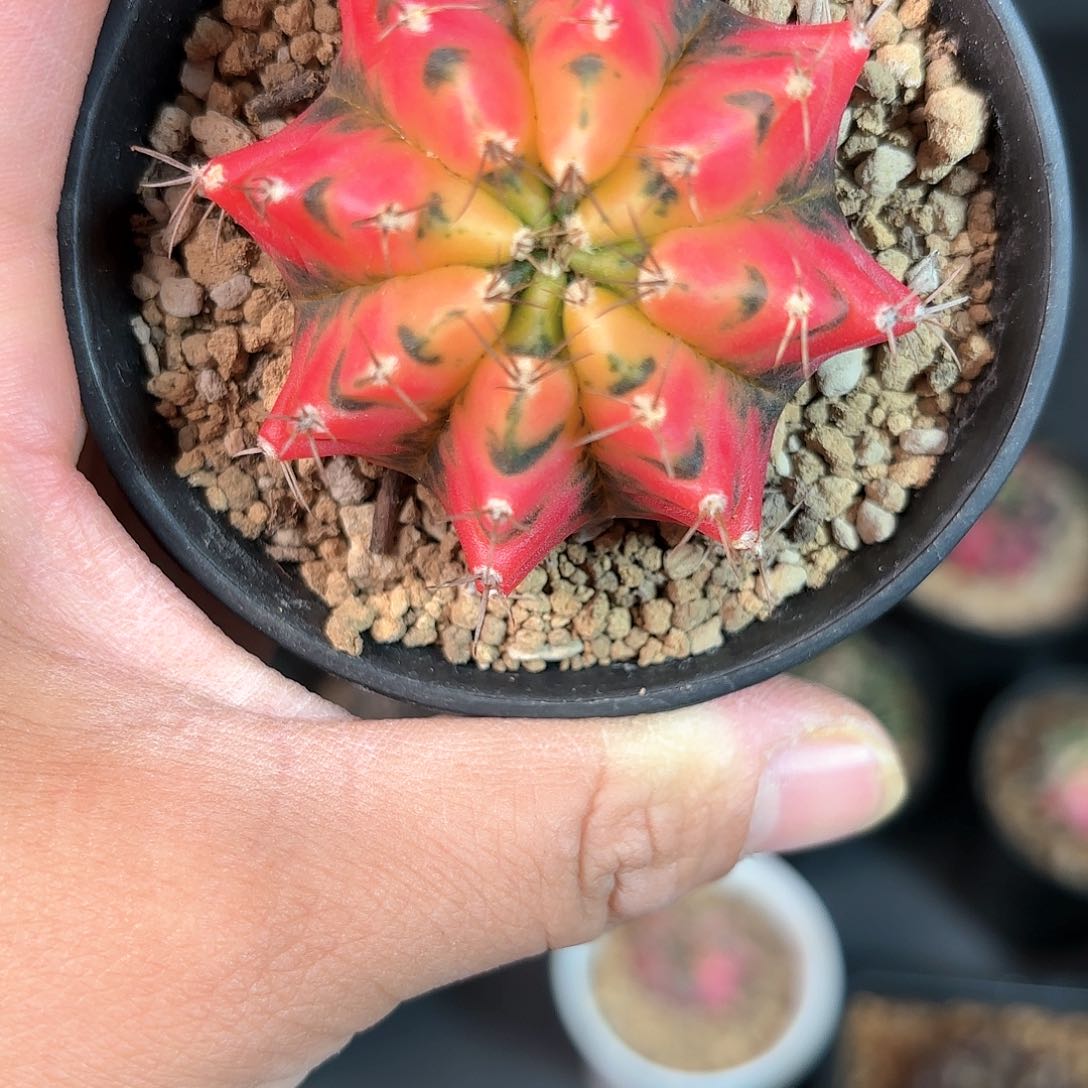 泰系实生米哈仙人球18号