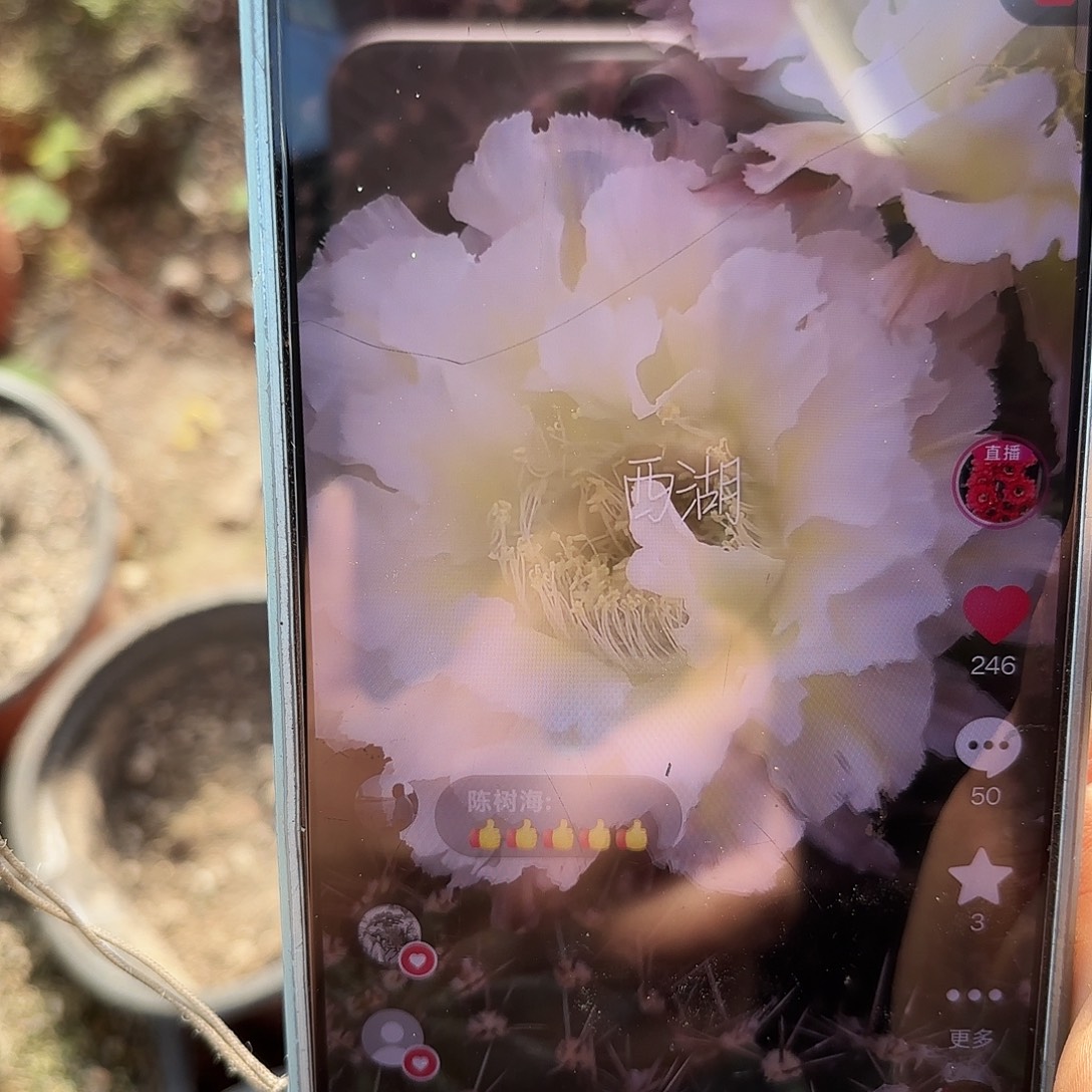 四五公分白可可有根