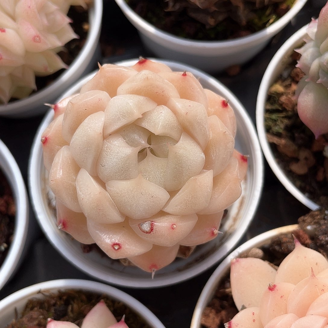 优选麦秆福利9109