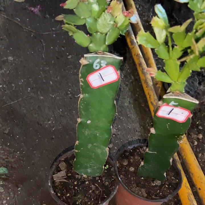 丽***云，1号带盆050.063，