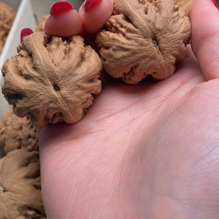 7***1霸王龙全品无修一刀没动