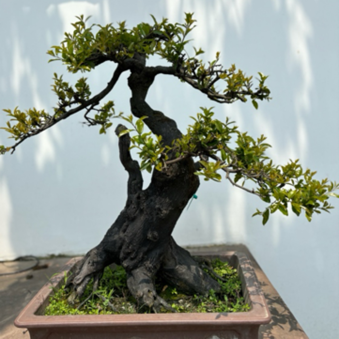 金弹子盆景熟桩一物一拍勿乱拍