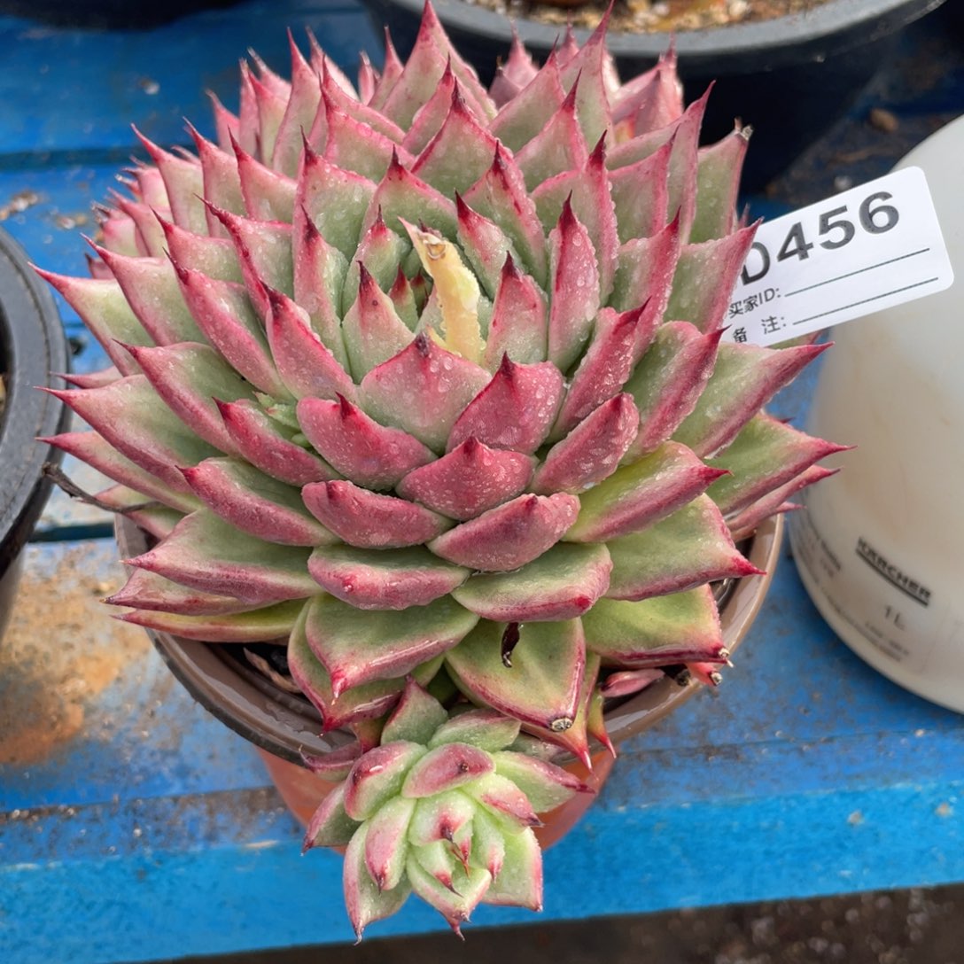 无花朵若如东云单拍D456