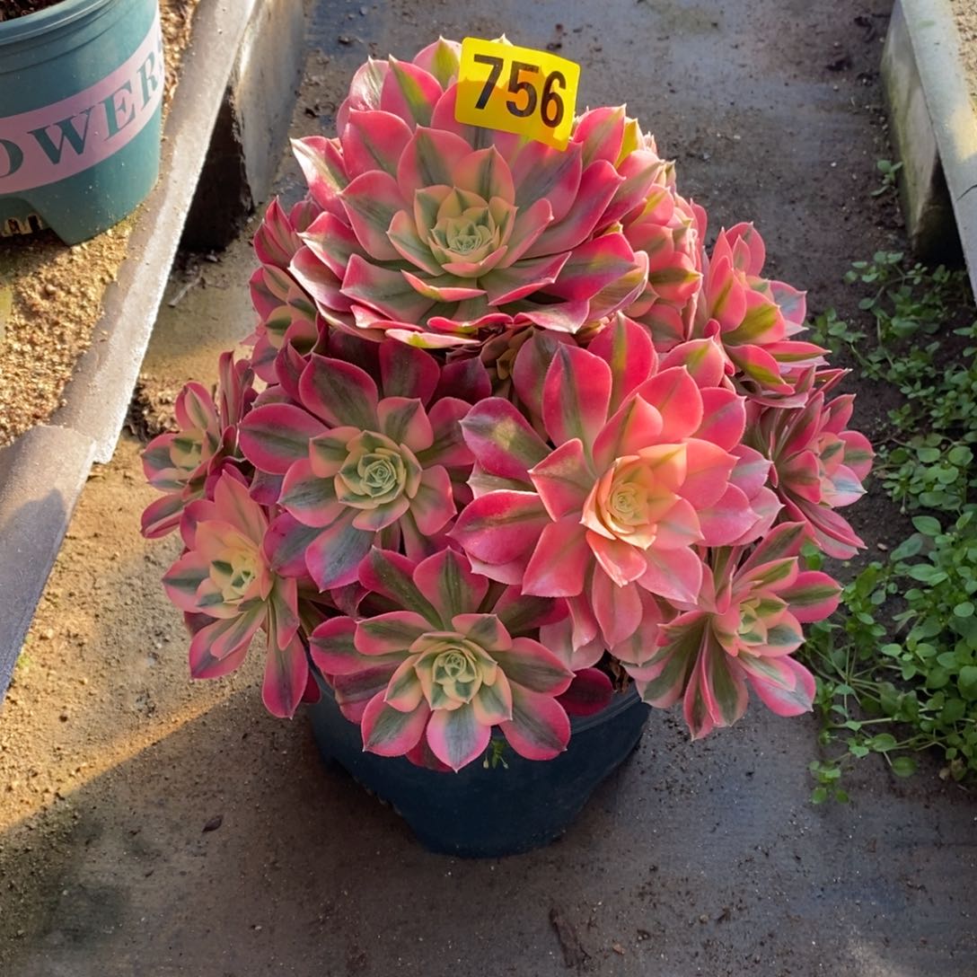 粉女巫多肉法师756