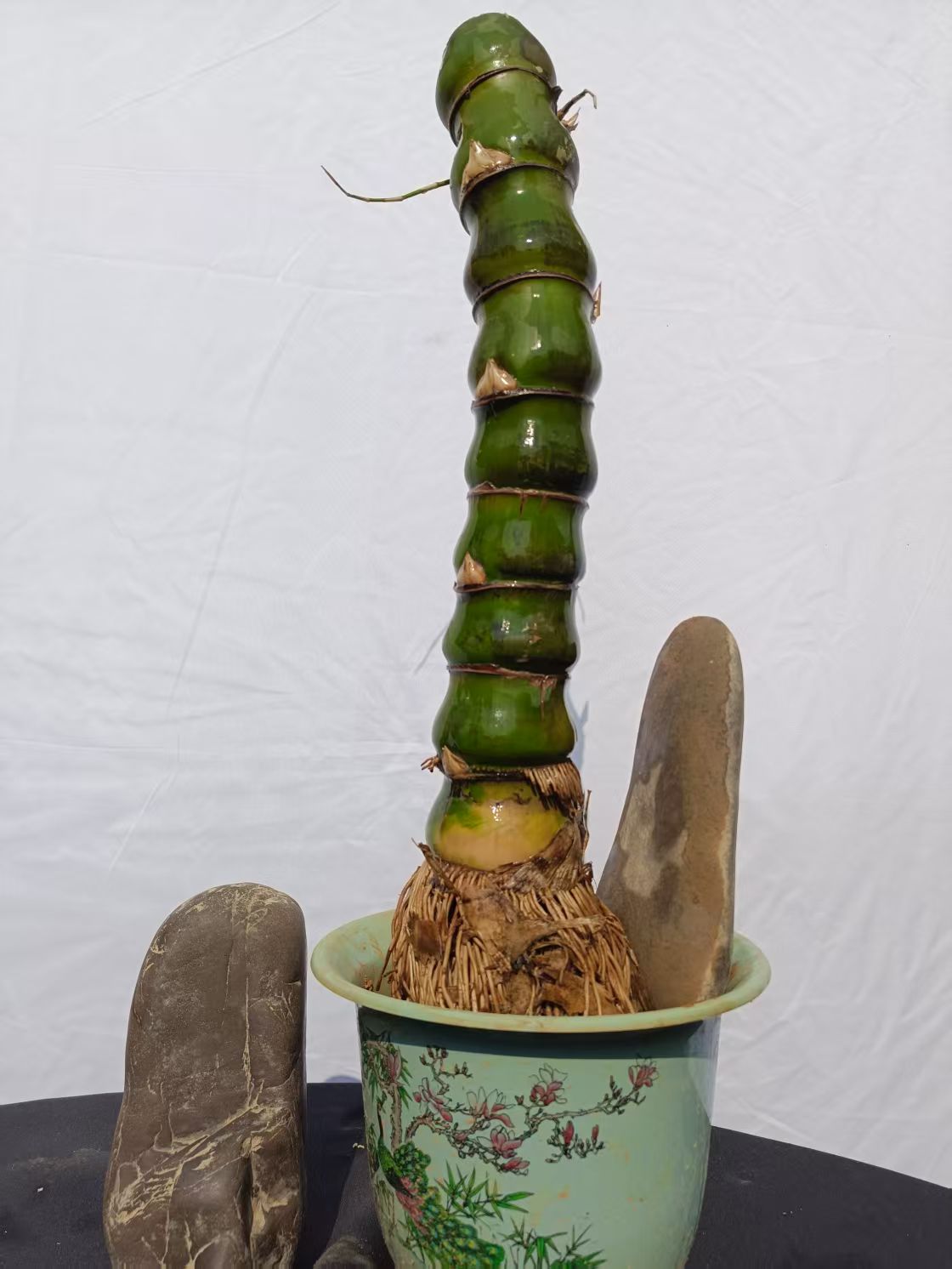 翡翠色佛肚竹富贵竹罗汉竹粗壮型绿植正宗竹子客厅绿植盆栽室内