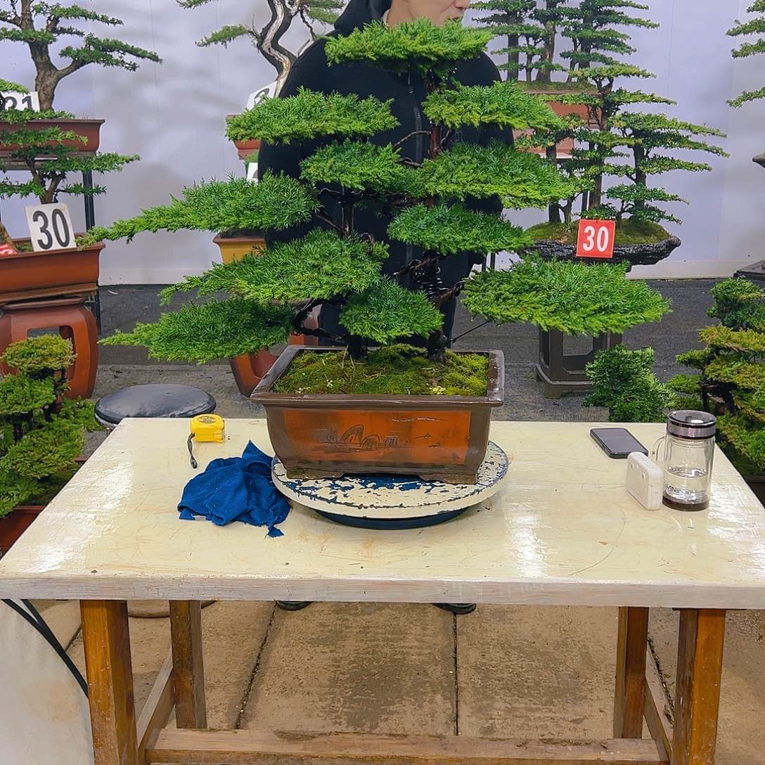 松柏松柏树盆景艺术