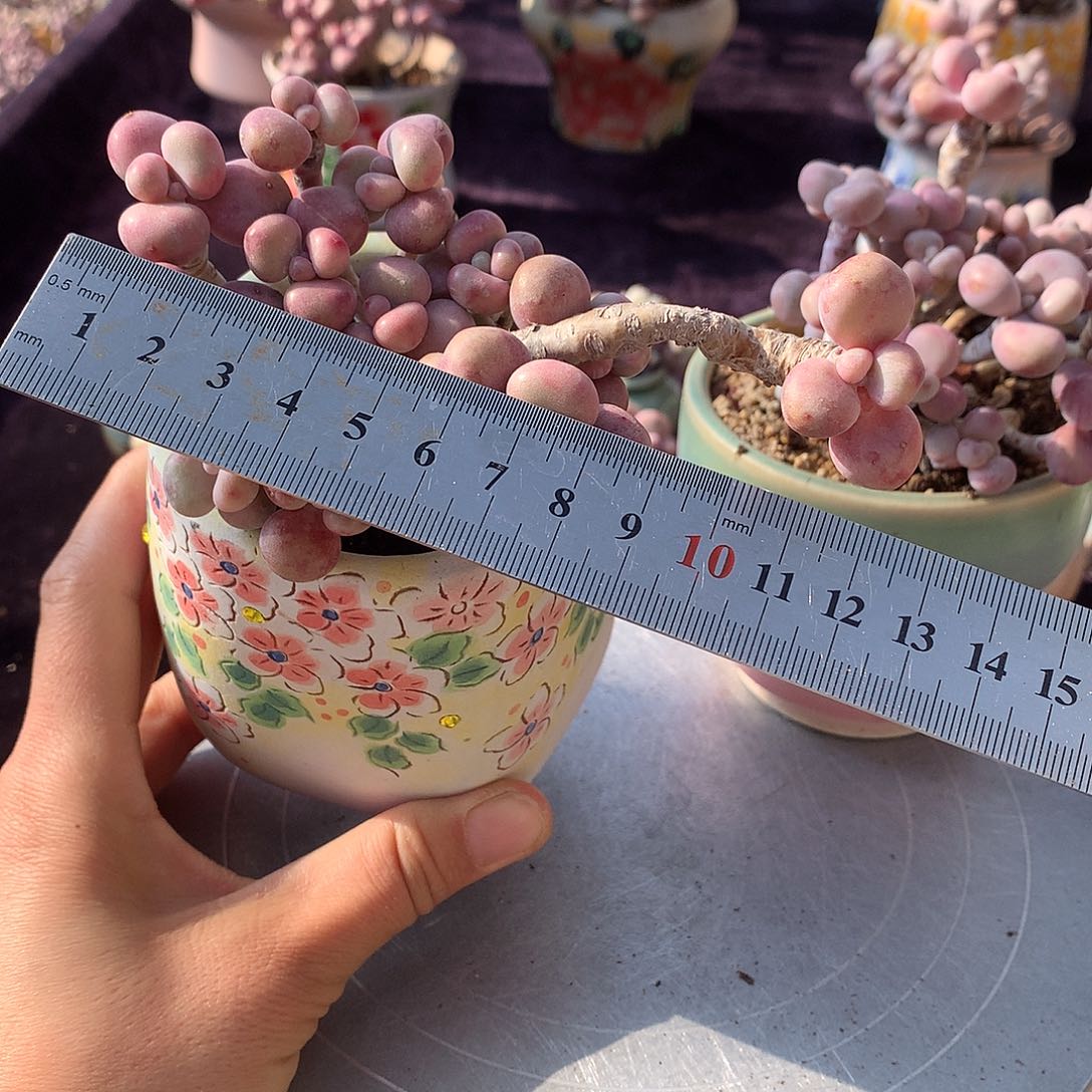 50号不带盆偏远的不包邮的