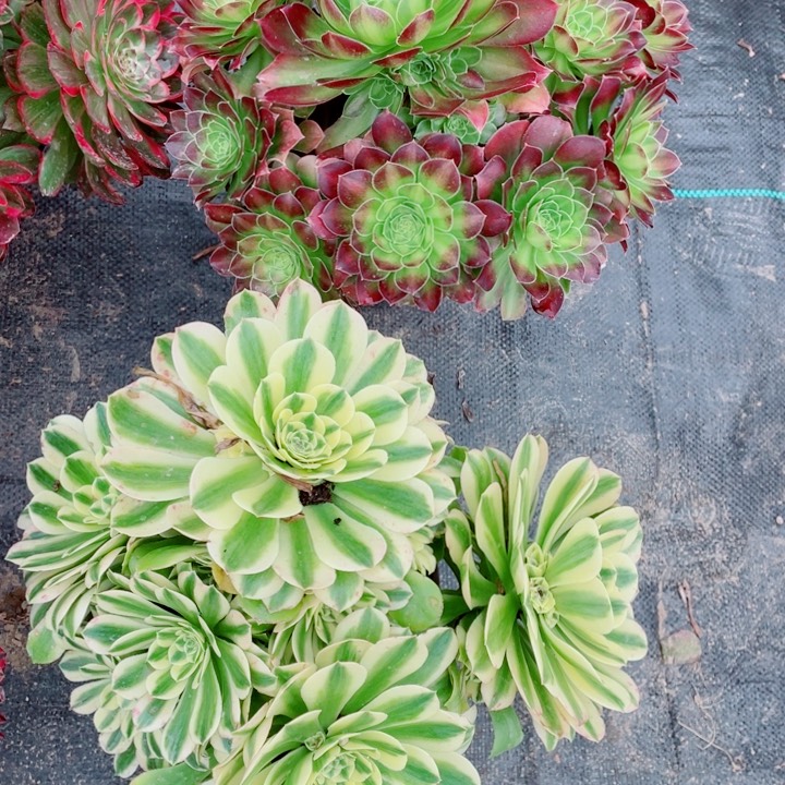 多肉植物组合780