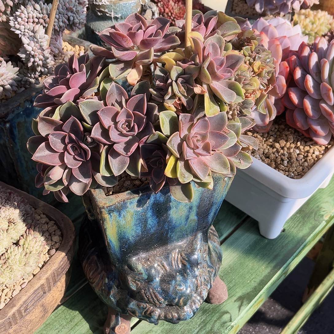 紫气东来88888889999