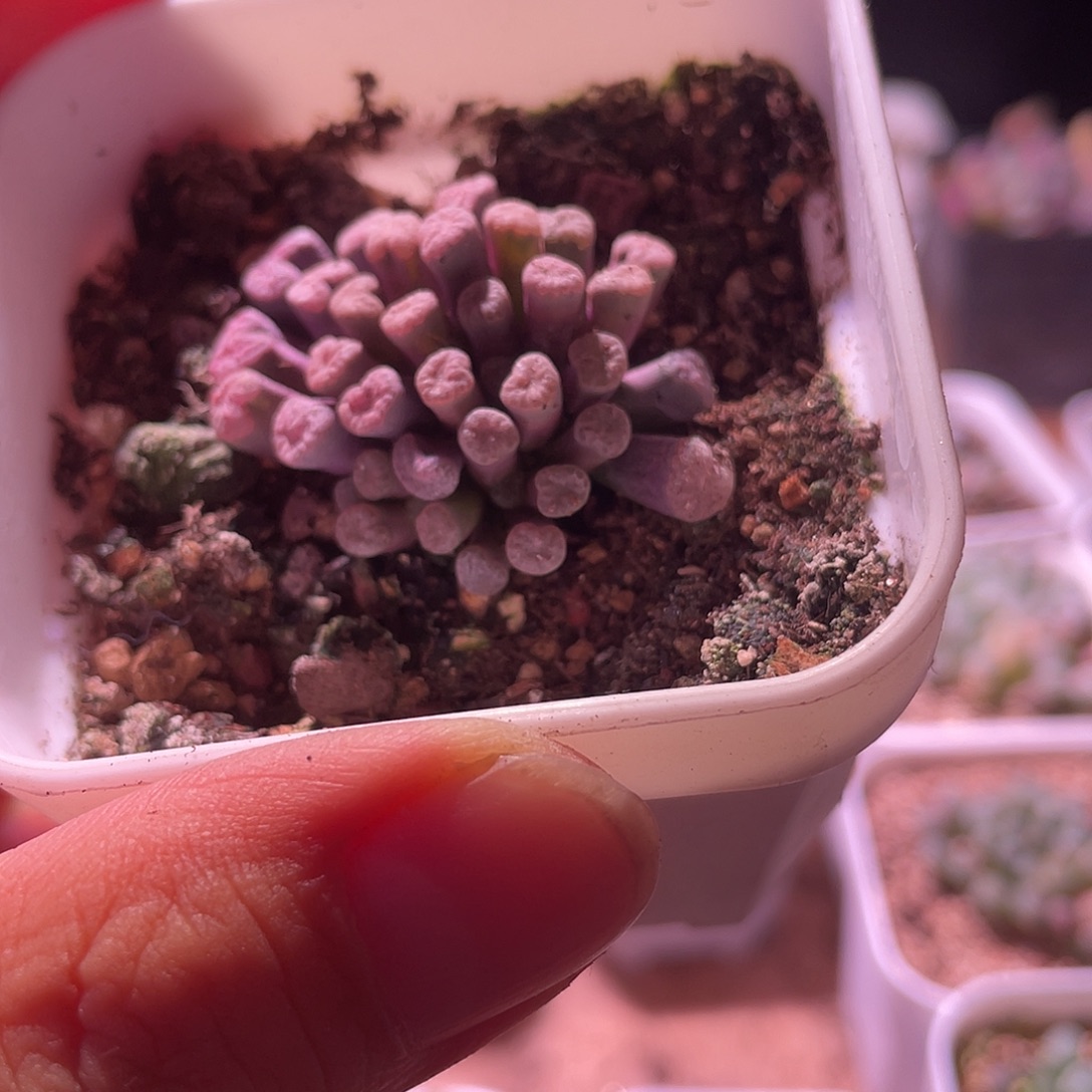 山***平菊晃玉特价随单一