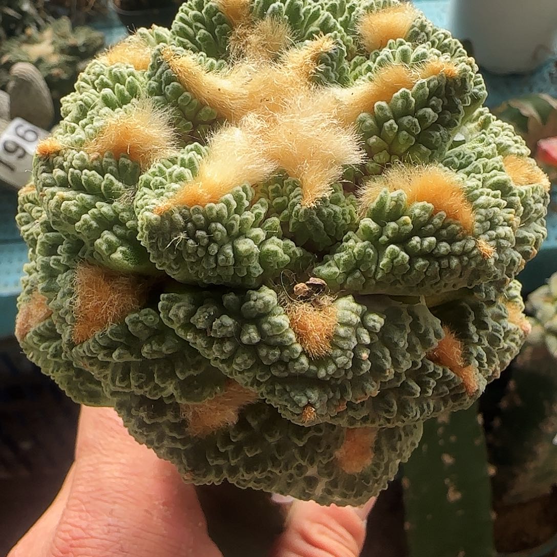 大龟甲643仙人球开花