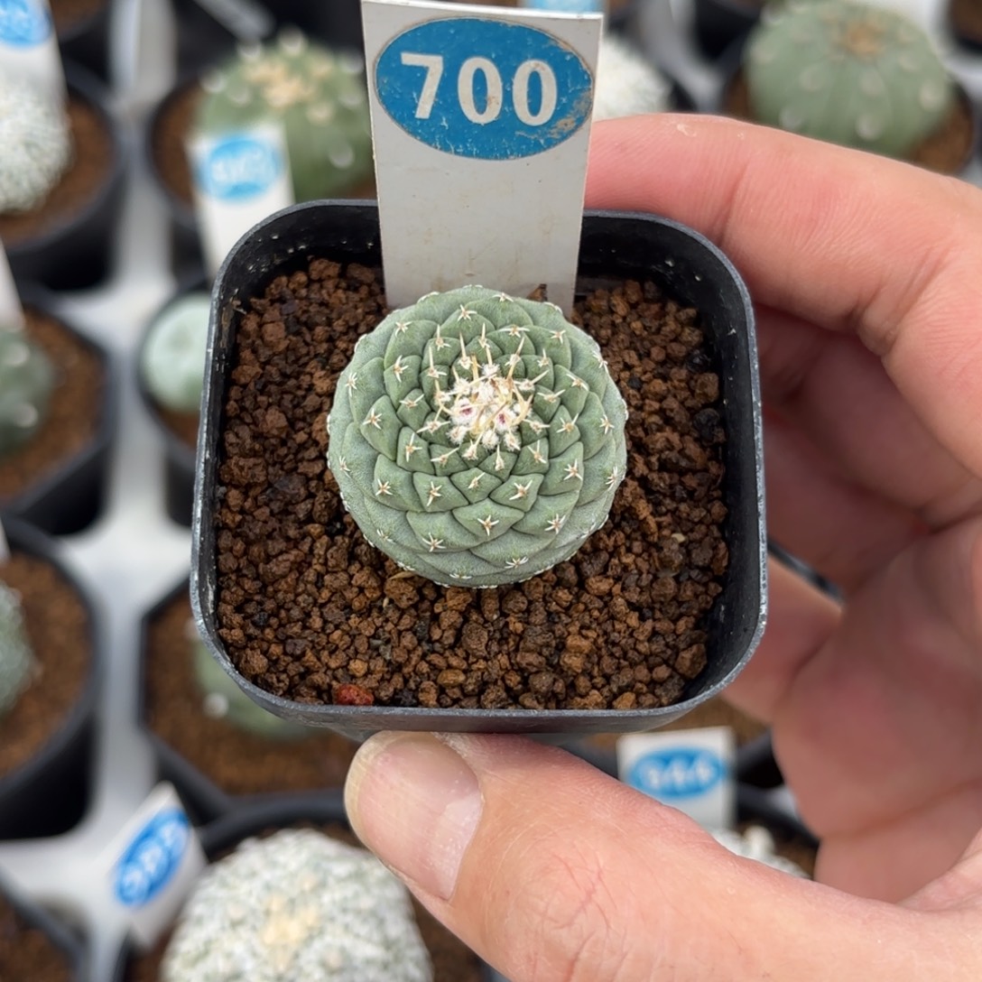 700实生菊水带盆带土发货