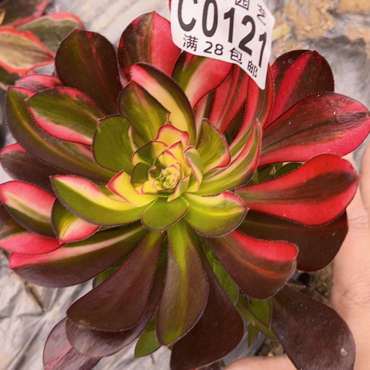 李*军0121多肉植物爱马仕法师