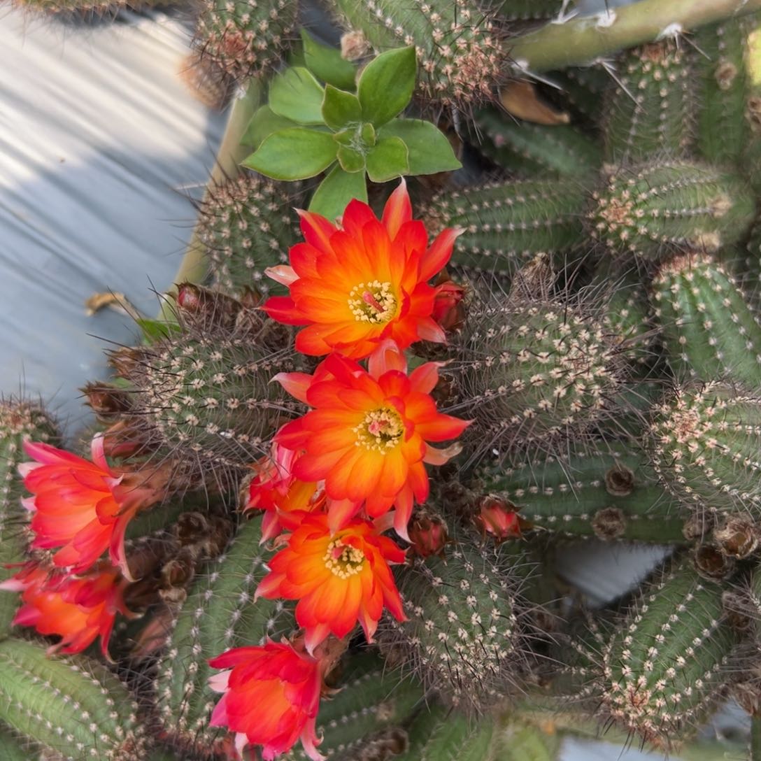 白檀仙人球146侧芽一个