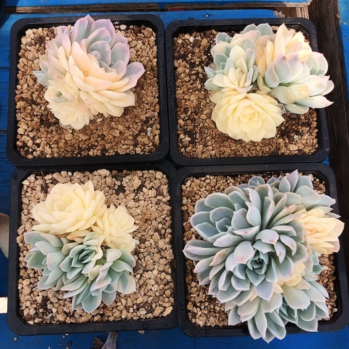 雪球锦大群多肉植物