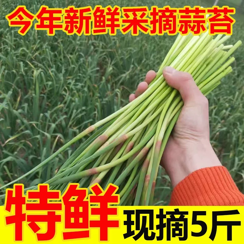 【2025年新蒜苔】当天采摘红帽短蒜苔新鲜脆嫩农家自种蒜毫5斤蒜薹