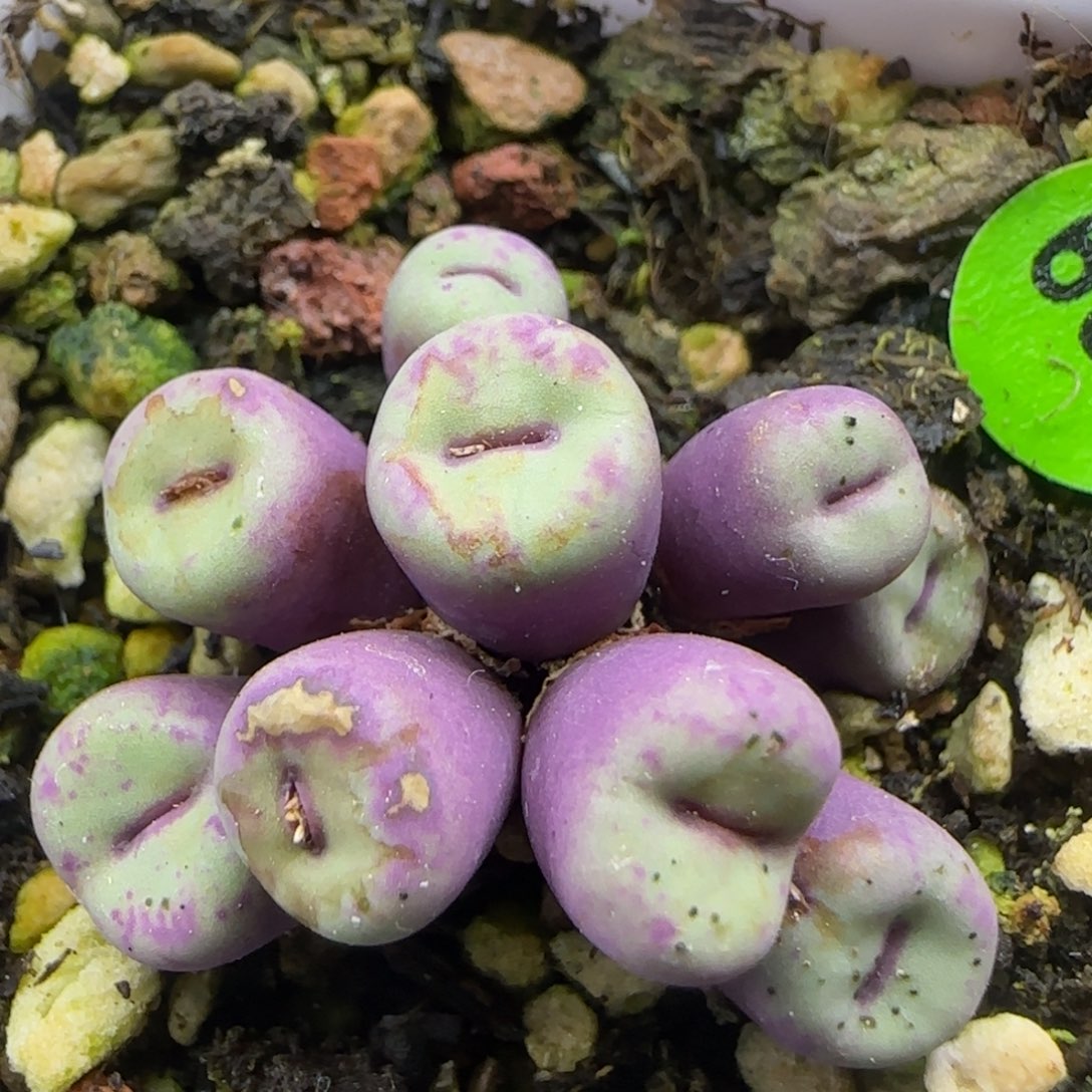 小红嘴群九头多肉