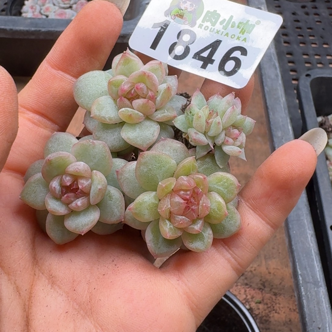 多肉植物多肉植物