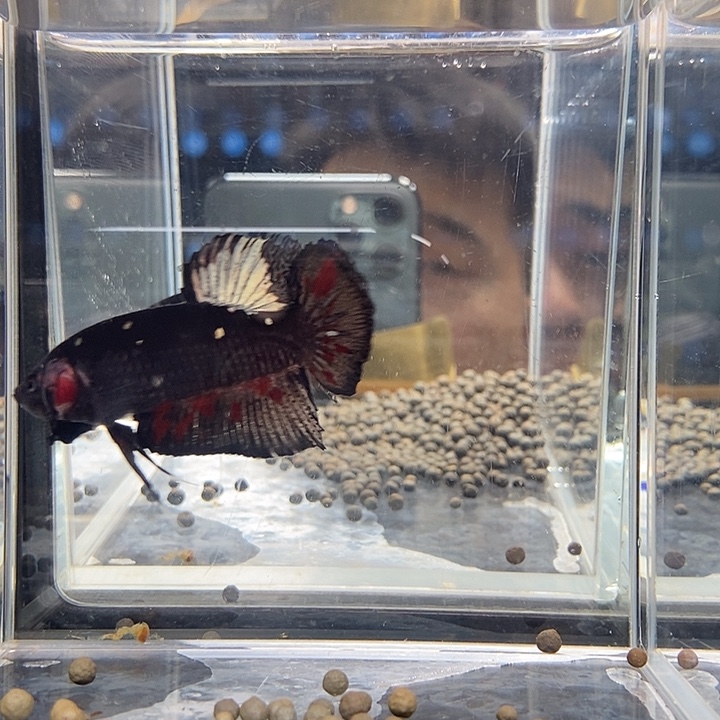 斗鱼黑122号巨否将军