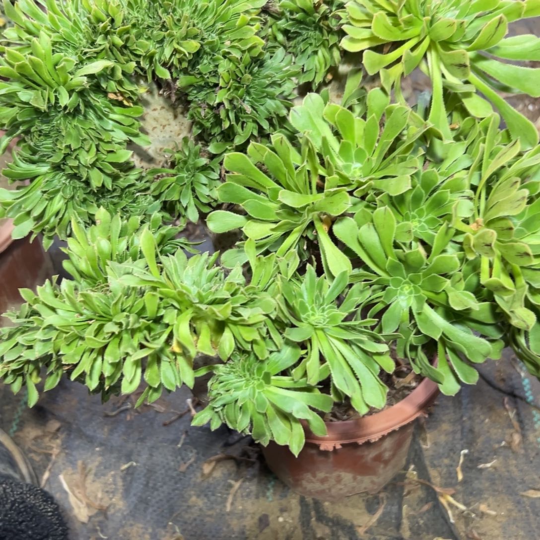 迷***茫多肉103植物原始绿缀花