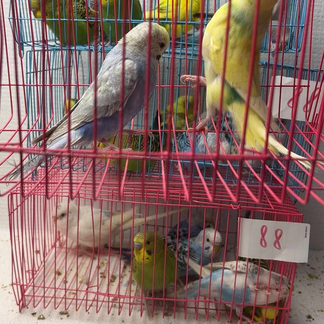 虎皮鹦鹉金彩虎皮2只