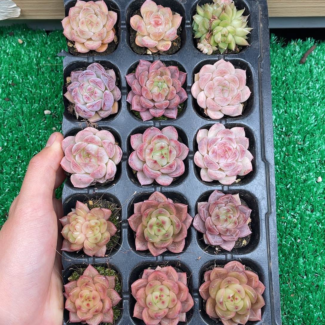 多肉一物一拍11-66