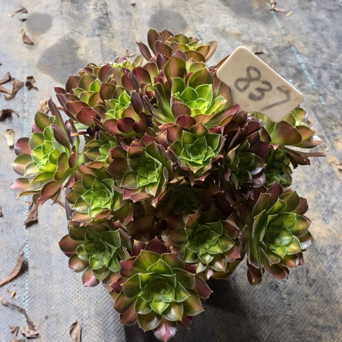 红陶837韶华一物一拍