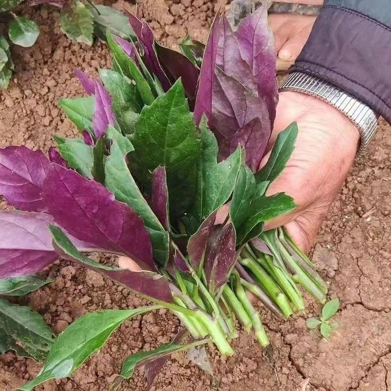 四川血皮菜紫背菜天葵菜