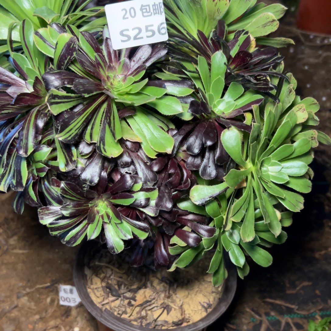 256墨法拉丝，满20包邮