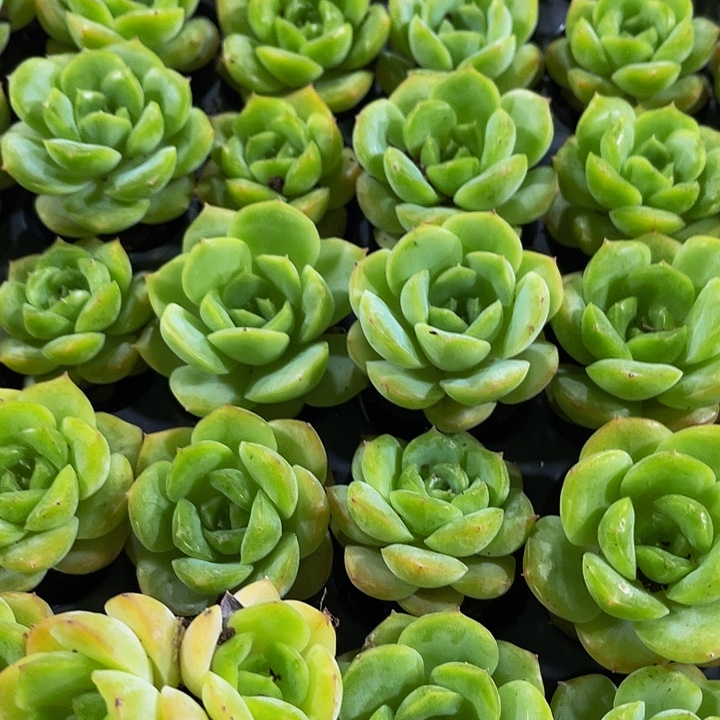 小宝宝绿1元带土发货