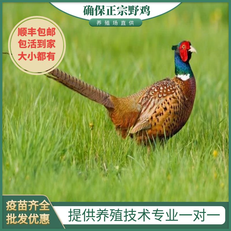 生鲜成年七彩山鸡顺丰包邮